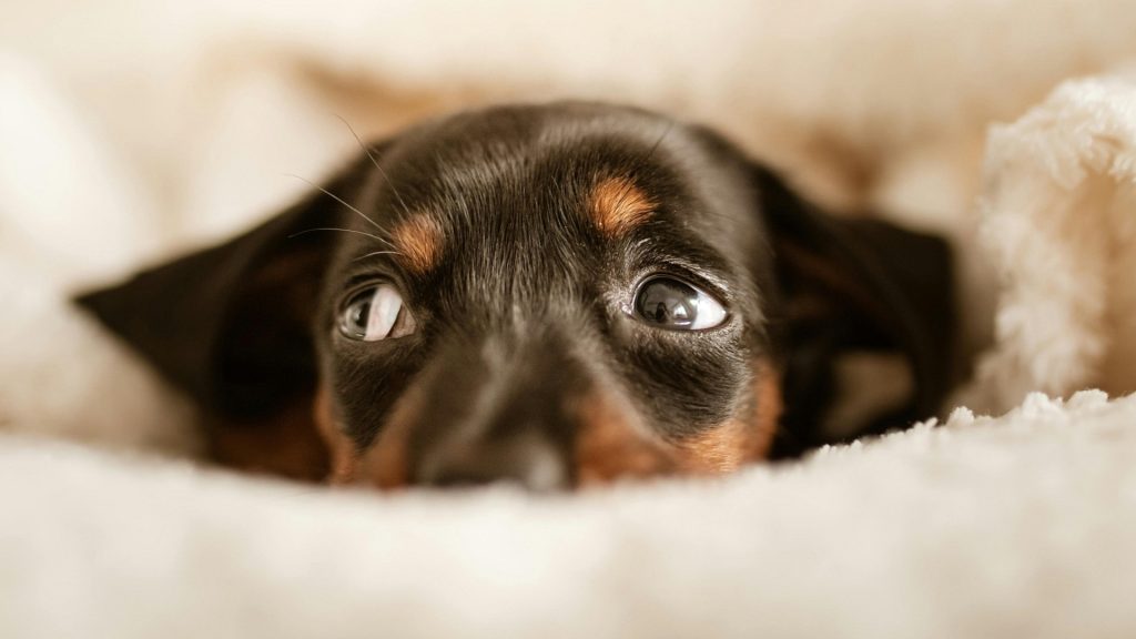 Neuroetología Veterinaria Aplicada NEVA