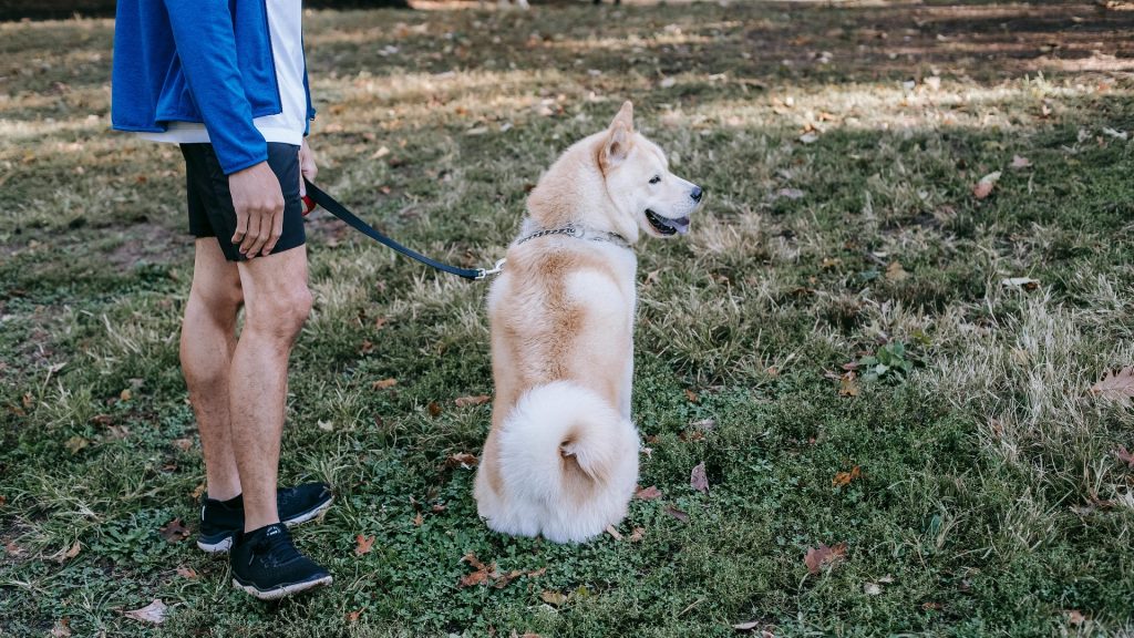 Estudio Neurocientífico sobre las emociones de los perros y el movimiento de su cola