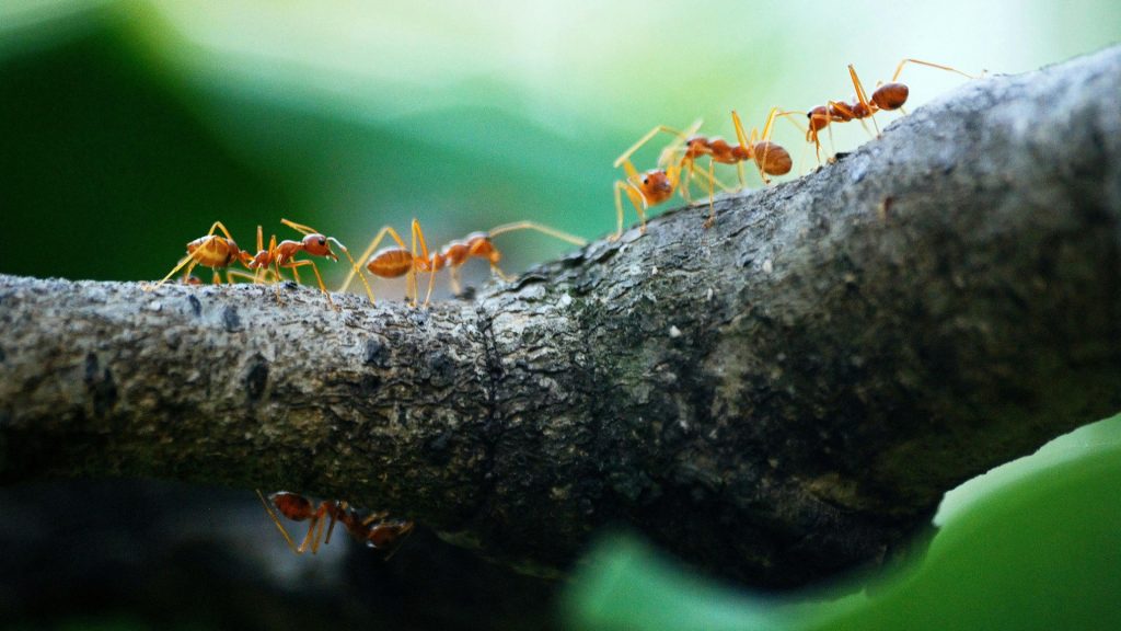 El fascinante comportamiento de las hormigas: Amputación y cuidado de heridos