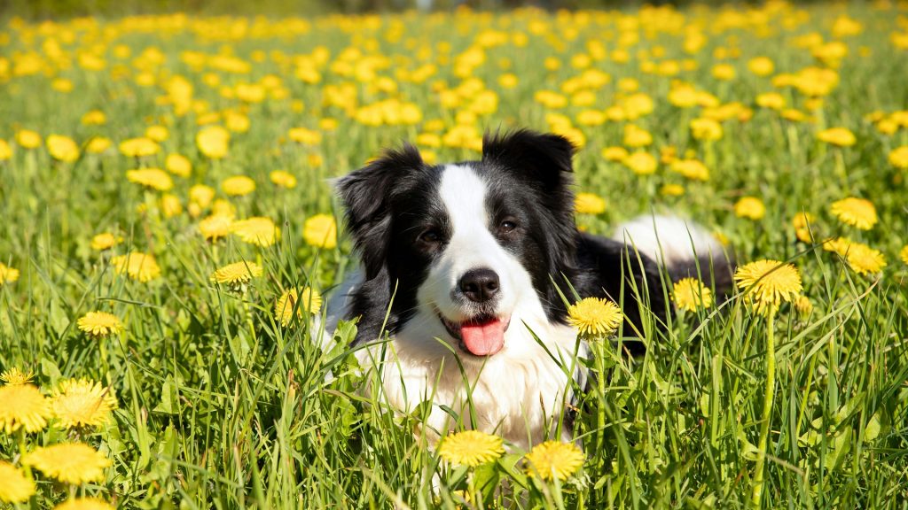 Fitoncidas para ti y para tu perro