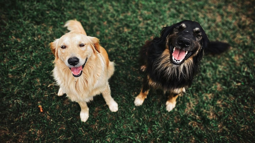 Cómo nuestras emociones influyen en el comportamiento de niños y mascotas