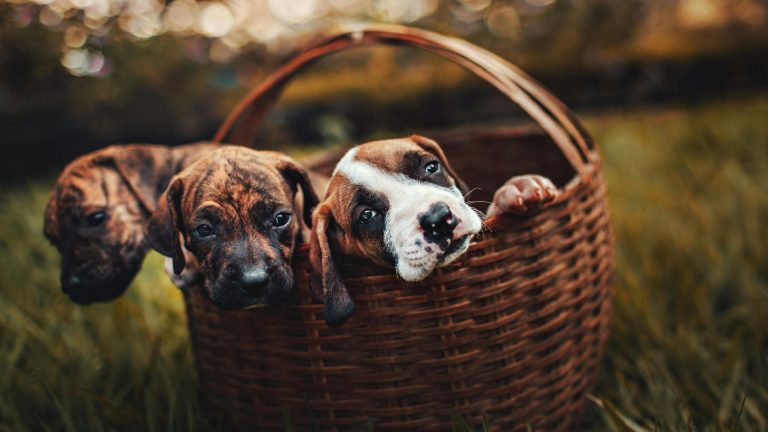 El sistema de placer en los bebés y en los cachorros