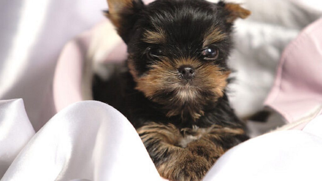El sistema de placer en los bebés y en los cachorros