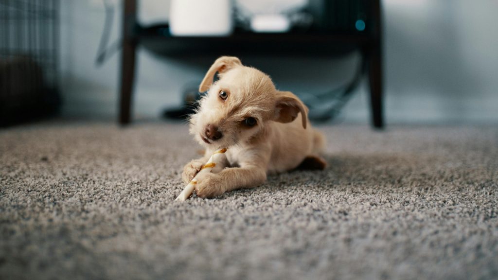 Neuroetología Veterinaria Etología Veterinaria