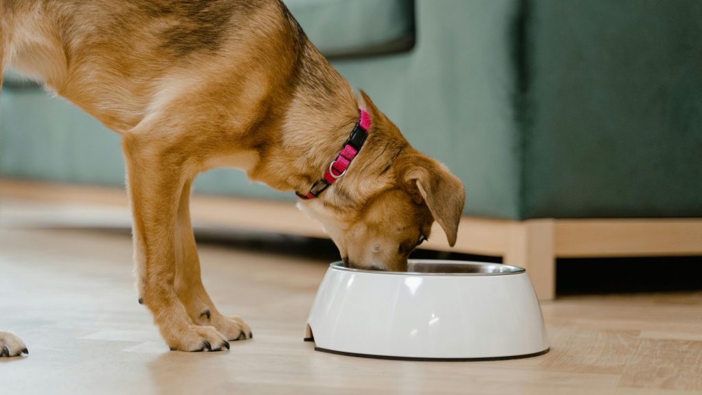 Omega-3 en la dieta de los perros